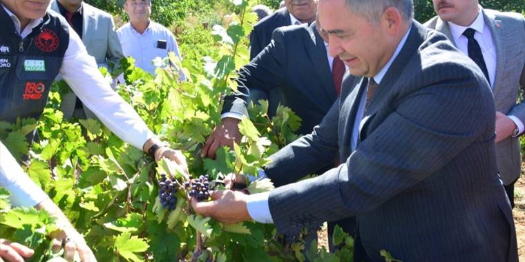 Kırşehir Valisi Buhara Akpınar ilçesinde bağ bozumuna katıldı