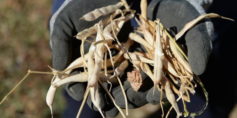 Asırlık ata tohumuyla üretilen Yedisu horoz kuru fasulyesinde rekolte katlanıyor