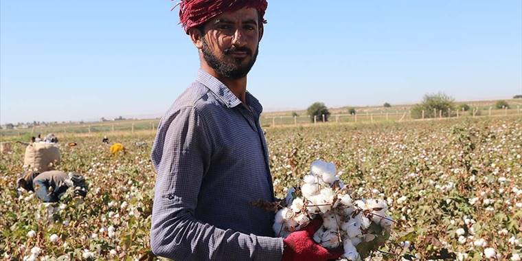 Şanlıurfa'da ekim alanı yüzde 55 artan pamukta hasat zamanı