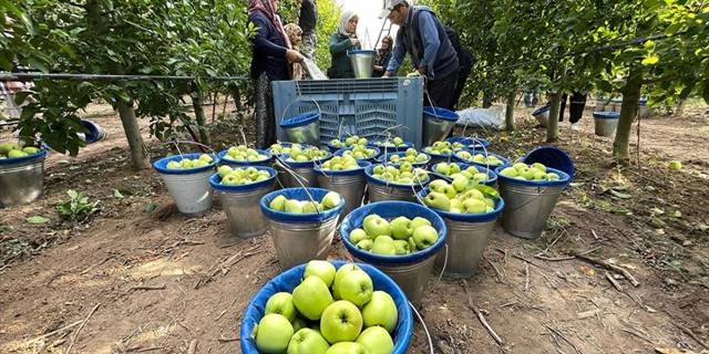 Isparta'nın elma bahçelerinde hasat hareketliliği