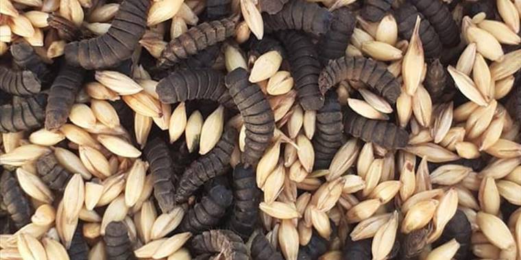 Gıda atıkları siyah asker sineğiyle protein deposu yeme dönüşüyor