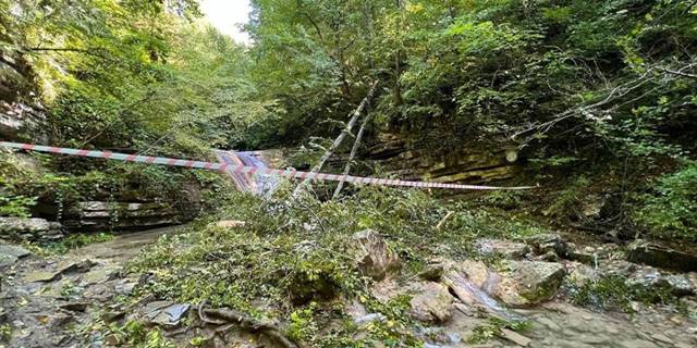 Sinop'ta üzerlerine ağaç devrilen 2 kişi öldü, 1 kişi yaralandı