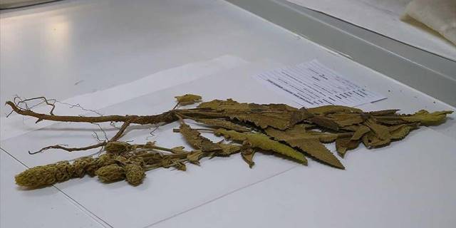 Tekirdağ'da sığırkuyruğu bitkisinin yeni melez türü bulundu