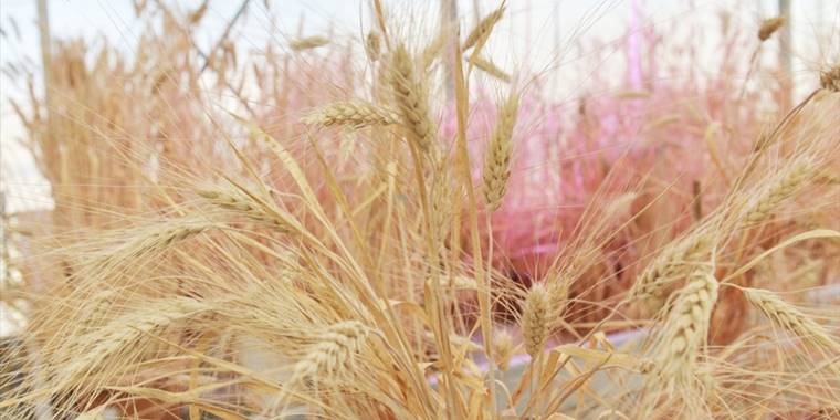KMÜ'de buğday tohumu ıslah süresi 12-13 yıldan 3-4 yıla düşürüldü
