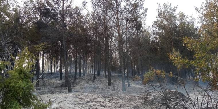 Tekirdağ'da çıkan orman yangını söndürüldü