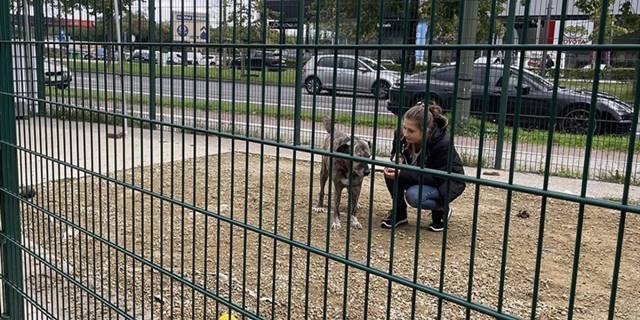 Belçika'da katı yasalar sayesinde sokaklarda başıboş hayvanlara rastlanmıyor