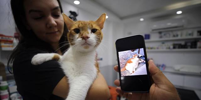 Obez kedi 'mide botoksu' ile zayıfladı