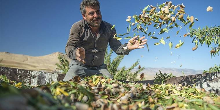 Keban Baraj Gölü kıyısındaki badem bahçelerinde hasat zamanı