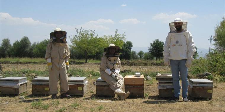 Anadolu arısı zehrinin kalitesi araştırılıyor