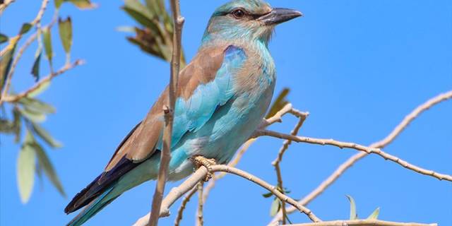 Aras Kuş Cenneti'nde halkalanan kuş sayısı 160 bini geçti