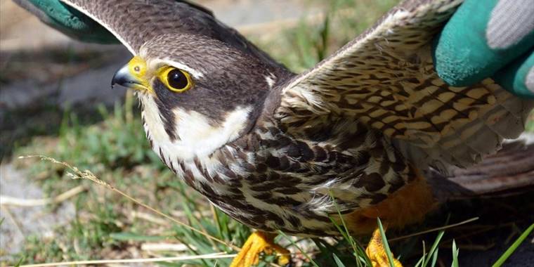 Kars'ta çocukların yaralı bulduğu kerkenez tedaviye alındı
