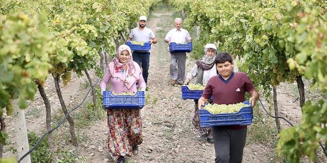 Pamukova'da hasadına başlanan üzümden 45 bin ton rekolte bekleniyor