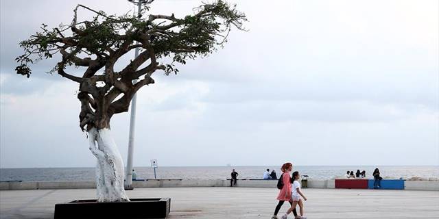 Mersin'in "simge ağacı"na zarar verilmesine ilişkin 3 sanığa dava açıldı