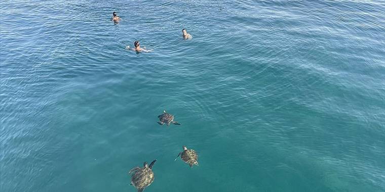 'Deniz kaplumbağalarını beslemeyin, uzaktan sevin' uyarısı