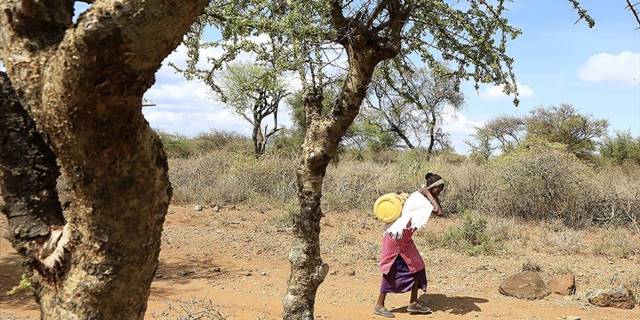 Kenya, kuraklık gerekçesiyle GDO'lu gıdaya izin verdi