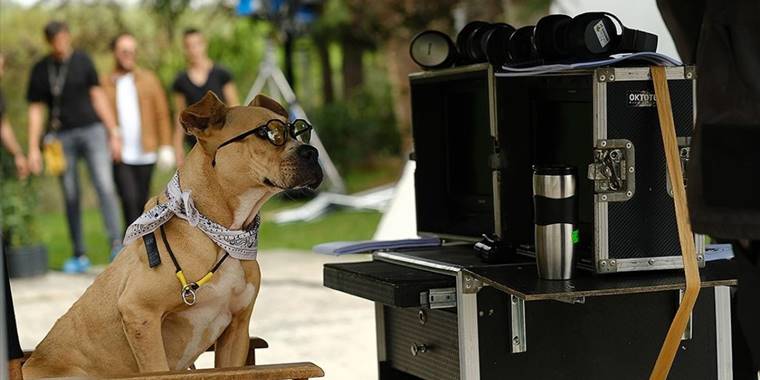 "Dikkat Köpek Var" filmi, hayvan haklarına dikkati çekecek
