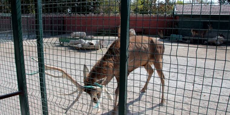 Konya'daki merkezde 9 ayda 500'e yakın yaban hayvanı tedavi edildi