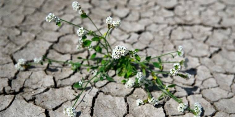 Paris İklim Anlaşması'nın onaylanmasının üzerinden 1 yıl geçti