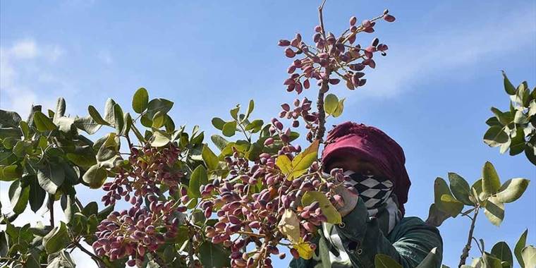 Gaziantep ve Şanlıurfa arasında ismi paylaşılamayan lezzet: Fıstık