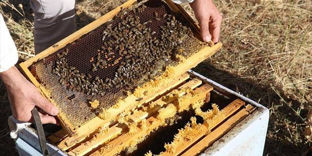 Uluslararası "Altın Kalite Ödülü" Bitlis balına ilgiyi artırdı