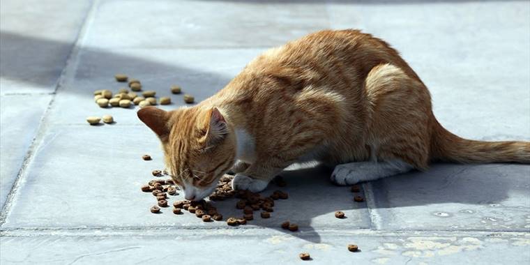 Tarım ve Orman Bakanlığı 393 bin 771 evcil hayvanı kayıt altına aldı