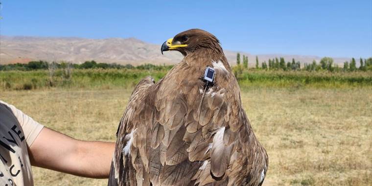Bozkır kartalı uydu vericisiyle takip altında