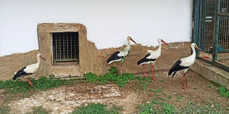 Kışı Bursa'da geçirecekler