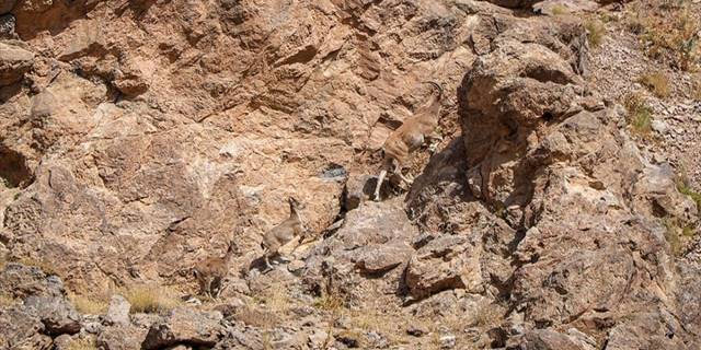 Terörden arındırılan dağlarda yaban hayvanı popülasyonu arttı