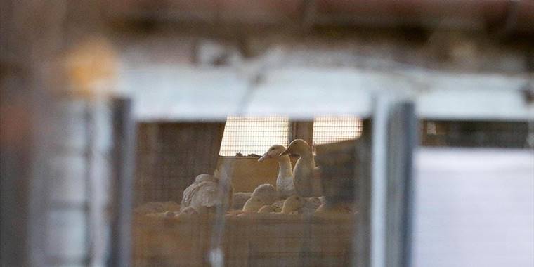 Avrupa'daki kuş gribinin kış mevsiminde etkisini artıracağı öngörülüyor