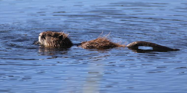 Ağrı Dağı eteklerinde yaşayan su maymununun beslenme anı kamerada