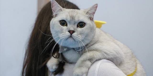 Pet hayvanlarının kimliklendirilmesi için son tarih 31 Aralık