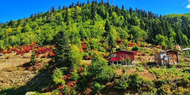 Artvin Macahel sonbahar renklerine bürünmeye başladı