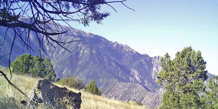 Anadolu leoparı bir kez daha görüntülendi