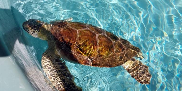 Tedavi edilen caretta carettalar mavi sulara kavuşmayı bekliyor