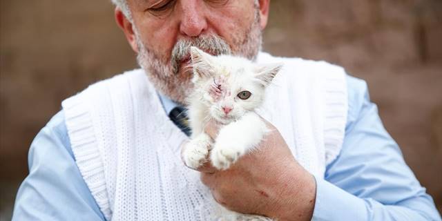 Van kedisinin kornea tahribatı nedeniyle görmeyen mavi gözü ışığa kavuştu