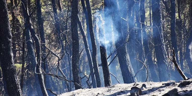 Bu yıl 1801 orman yangınında 12 bin 210 hektar alan zarar gördü