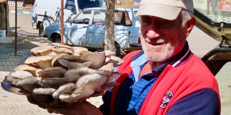 Beyşehir'de 5 kilo 150 gram istiridye mantarı bulundu