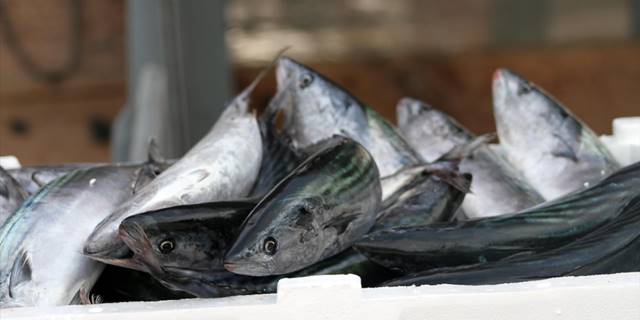 Batı Karadeniz'de palamut bolluğu devam ediyor