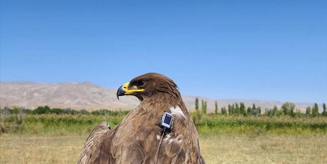 Iğdır'dan takibe alınan bozkır kartalı, havaların soğumasıyla göçe başladı