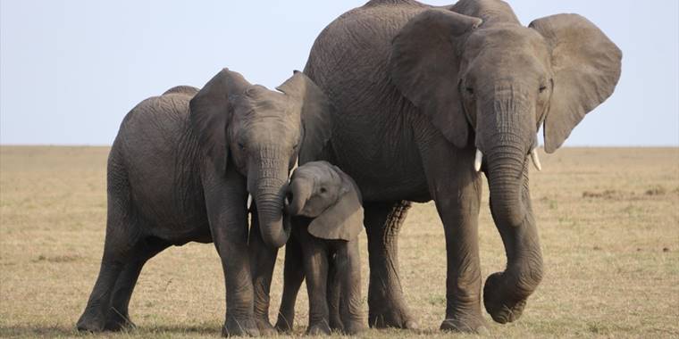 WWF: Yaban hayatı popülasyonunda 1970'ten bu yana yüzde 69 düşüş var