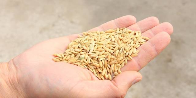 Edirne'de çiftçi devlet destekli damla sulamayla çeltik ekti, verimi artırdı