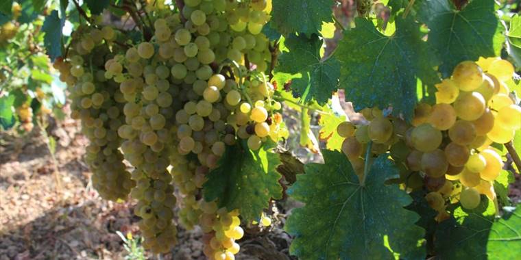 Erbaa'da 15 bin ton üzüm hasadı yapıldı