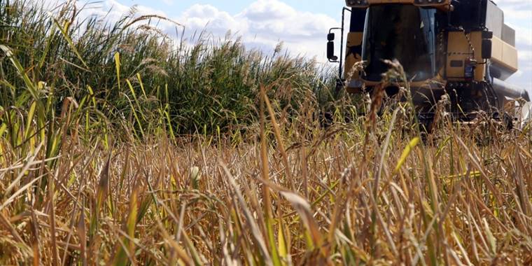 Çankırılı çeltik üreticileri bu yıl verimden memnun