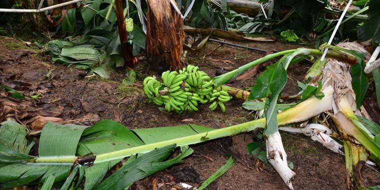 Antalya'da dolu ve fırtına tarım alanlarına zarar verdi
