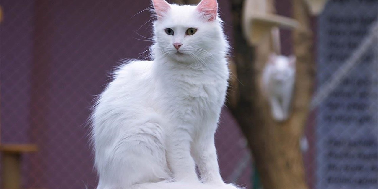 Van kedilerine yabancı turistler de büyük ilgi gösteriyor