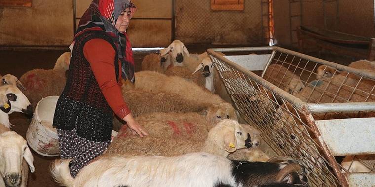 Yozgatlı kadın çiftçi, hibe desteğiyle aldığı koyun sayısını 5 yılda 5 katına çıkardı