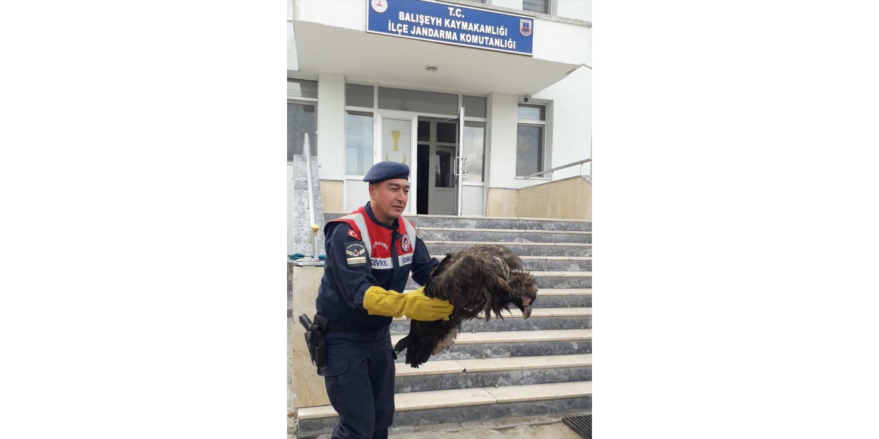 Kırıkkale'de yaralı kara akbaba tedavi altına alındı