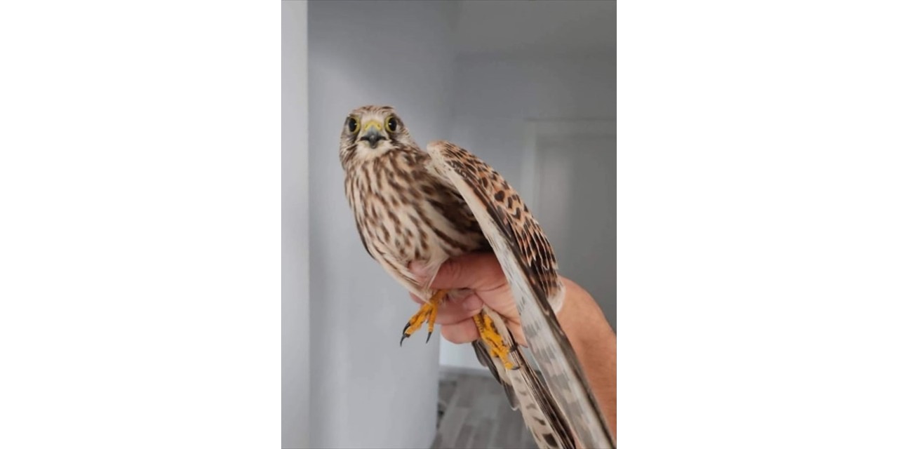 Aksaray'da kerkenez satan kişiye 23 bin lira ceza kesildi