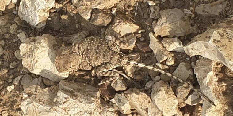 Tunceli'de doğada nadir görülen "bozkır keleri" görüntülendi