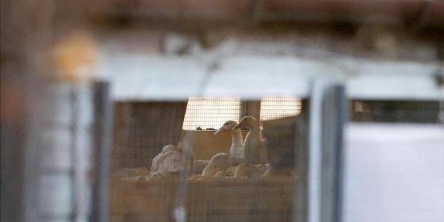 ABD'de kuş gribi vakalarının sayısı 2015'ten sonra en yüksek seviyeye ulaştı